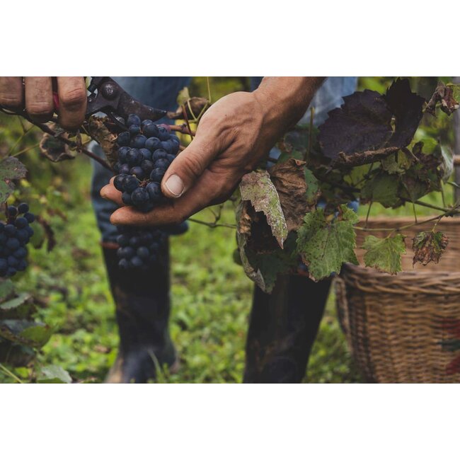 Bodegas Marqués de Reinosa Rioja Reserva Colección Privada Garnacha 2019 - Rioja, Spanje