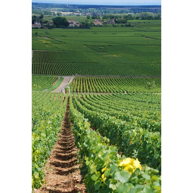Maison Chanzy Puligny-Montrachet Les Reuchaux 2023 - Bourgogne, Frankrijk