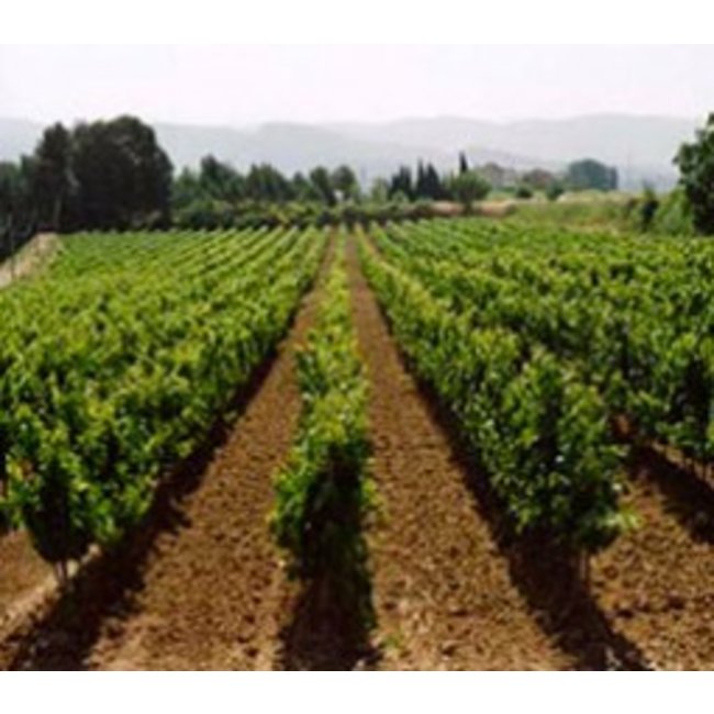 Mas Codina Rosat - Penedès, Spanje