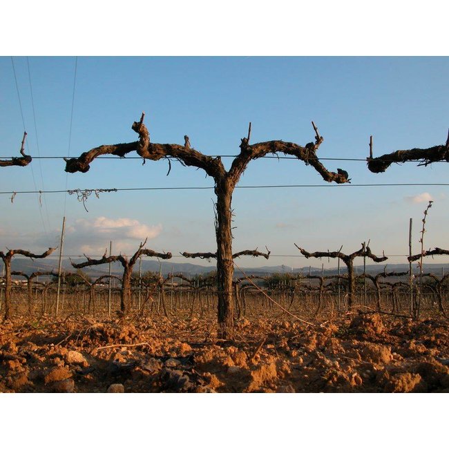 Mas Codina Rosat - Penedès, Spanje