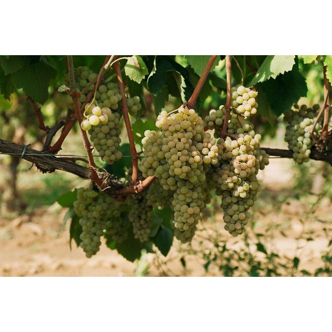 Mas Codina Cava Brut Reserva Millésime - Penedès, Spanje