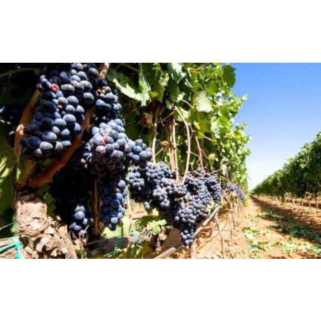 Mas Codina Cabernet Sauvignon Crianza Vinya Ferrer - Penedès, Spanje