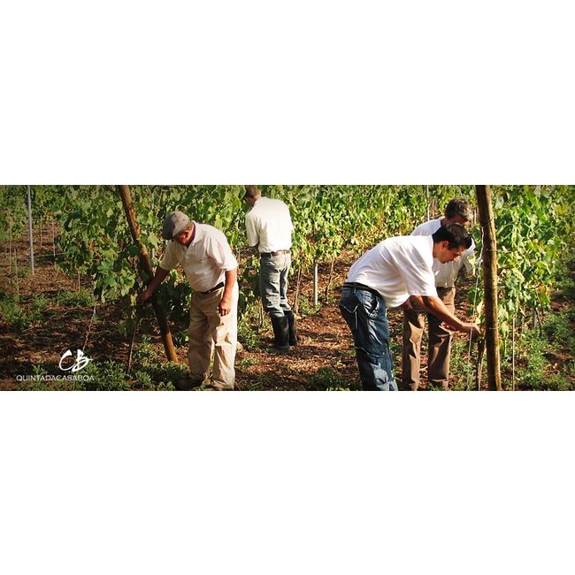 Quinta da Casaboa Casaboa Reserva 2020 Homenagem - Lissabon, Portugal