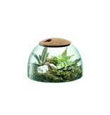 L.S.A. canopy Pflanzen Terrarium 16,5 cm