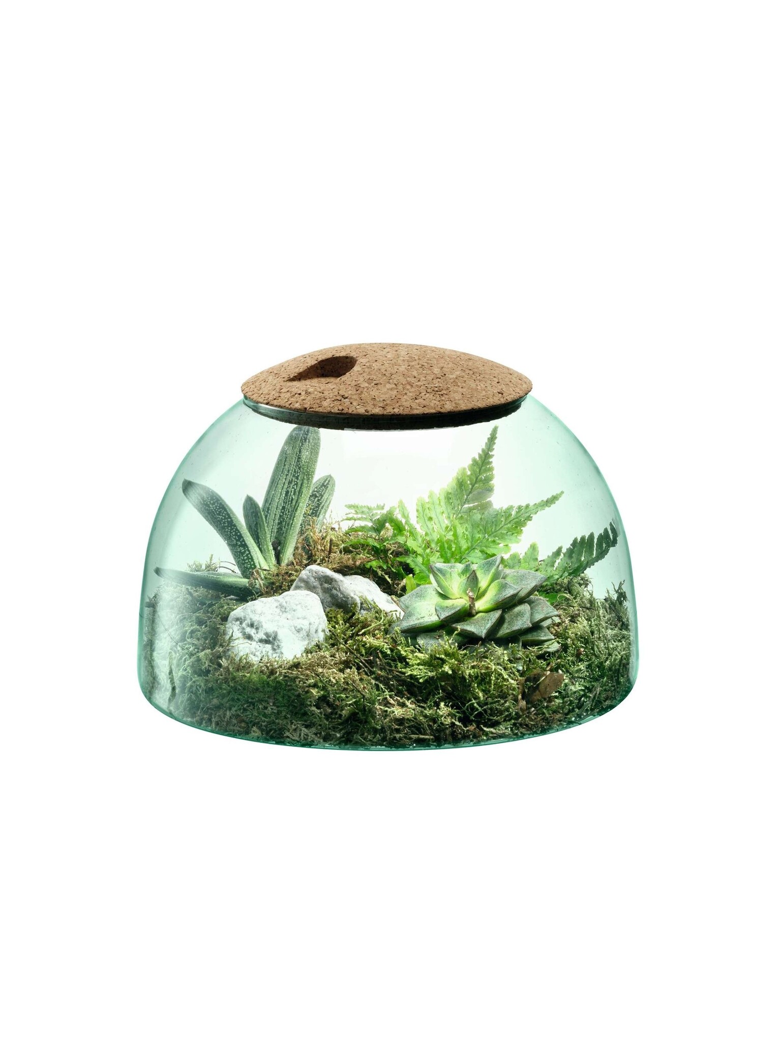 L.S.A. canopy Pflanzen Terrarium 16,5 cm