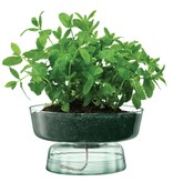 L.S.A. Canopy Vaas met Bewateringsysteem 14,5 cm