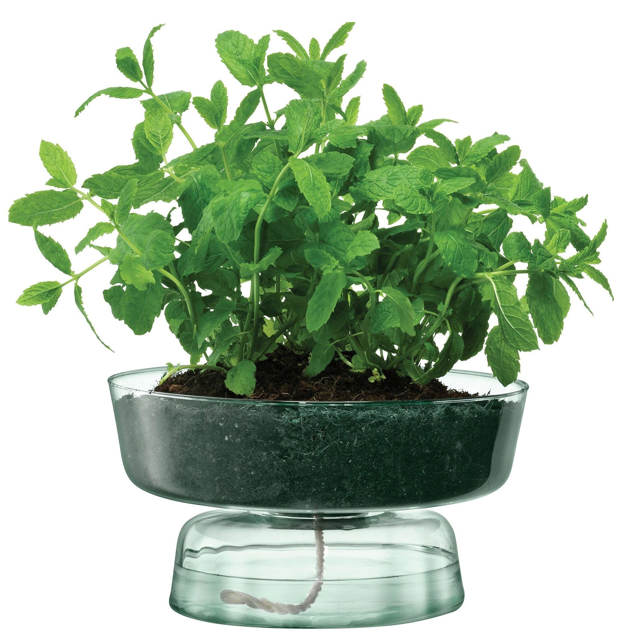 L.S.A. Canopy Vaas met Bewateringsysteem 14,5 cm