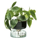 L.S.A. Canopy Self Watering Vase 13cm