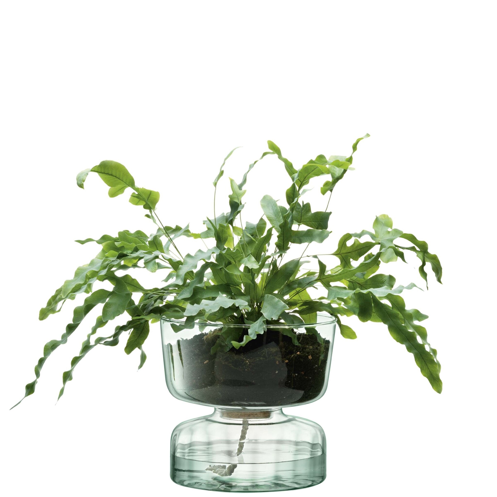 L.S.A. Canopy Self Watering Vase 22cm