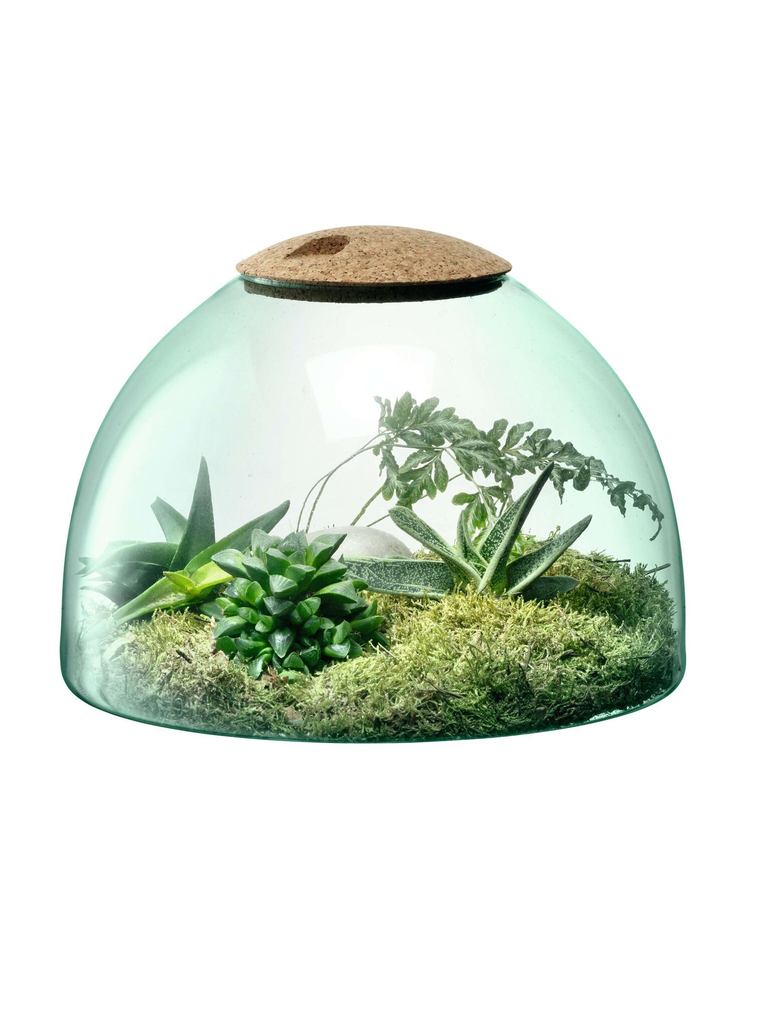 L.S.A. Canopy Pflanzen Terrarium 22 cm