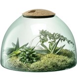 L.S.A. Canopy Pflanzen Terrarium 22 cm