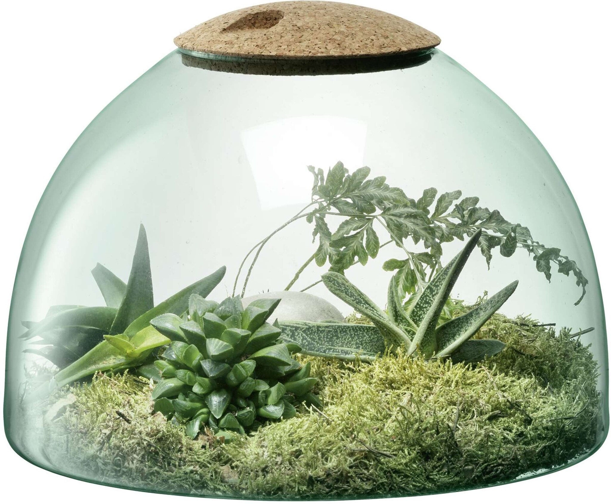 L.S.A. Canopy Pflanzen Terrarium 22 cm