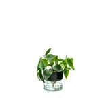 L.S.A. Canopy Self Watering Vase 13cm