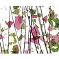 Bullseye glass 4114-000 spring green & deep pink 3 mm