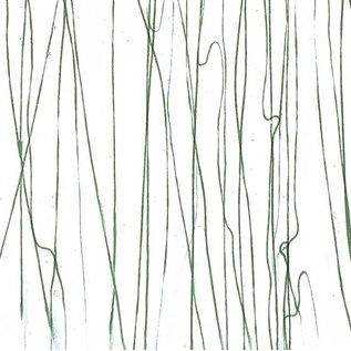 Bullseye glass 4152-000 forest green streamers on clear 3 mm