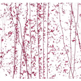 Bullseye glass 4215-000 pink & cranberry frit with pink streamers on clear 3 mm