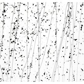 Bullseye glass 4218-000 gray & black frit whit white streamers on clear 3 mm
