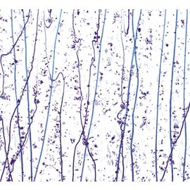 Bullseye glass 4242-000 neo-lavender & purple frit whit cobalt blue, purple streamers 3 mm