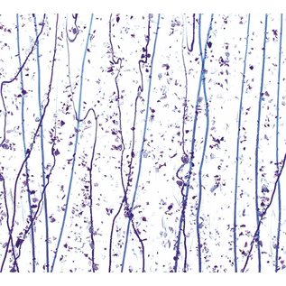 Bullseye glass 4242-000 neo-lavender & purple frit whit cobalt blue, purple streamers 3 mm