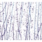 Bullseye glass 4242-000 neo-lavender & purple frit whit cobalt blue, purple streamers 3 mm