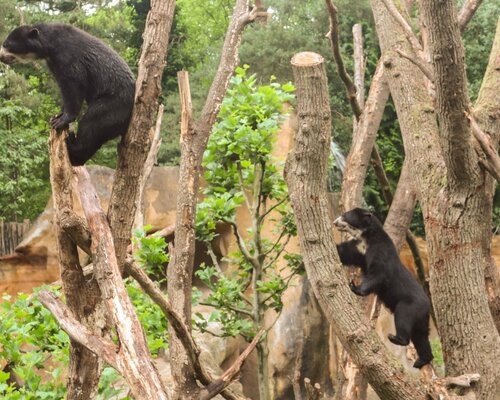 Het Belang van Veiligheidssleutels bij Trapped Key Interlock Systemen
