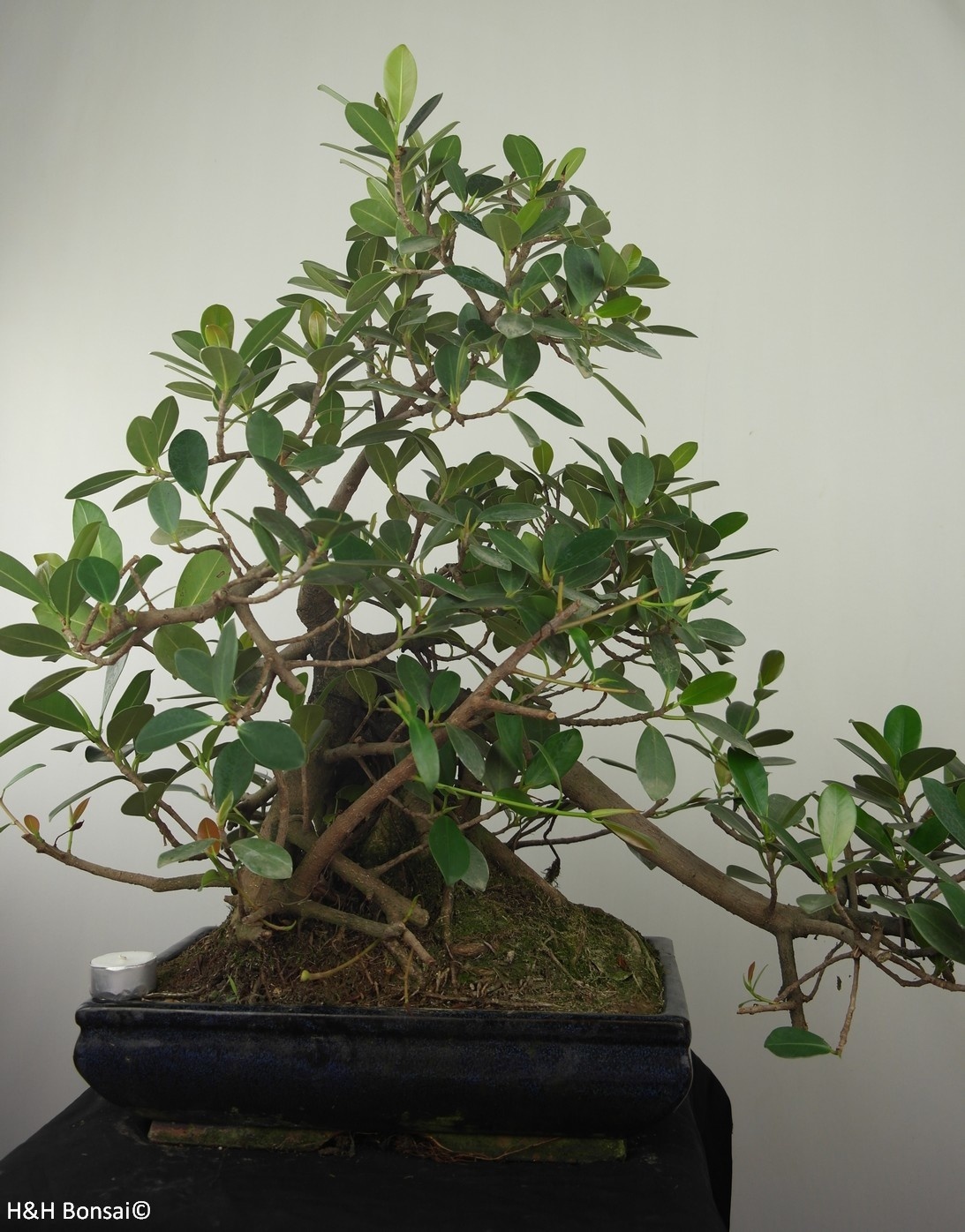 23+ Prune Bonsai Ficus Image Hobby plan