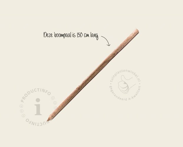 Boompaal - 150 cm