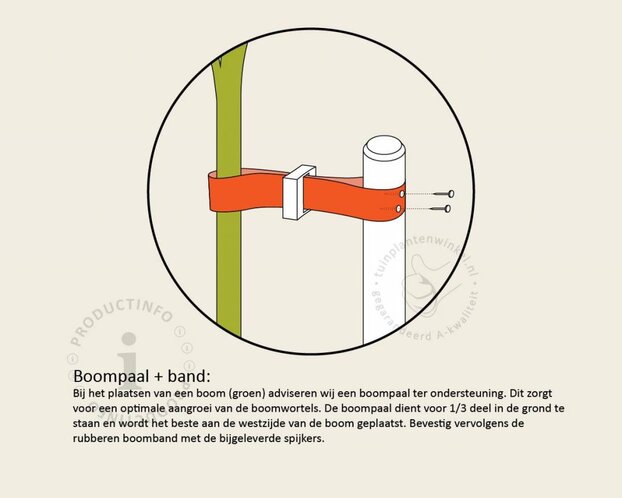 Boompaal - 150 cm + boomband