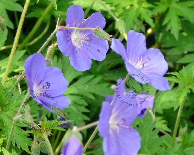 Geranium 'Johnson's Blue'