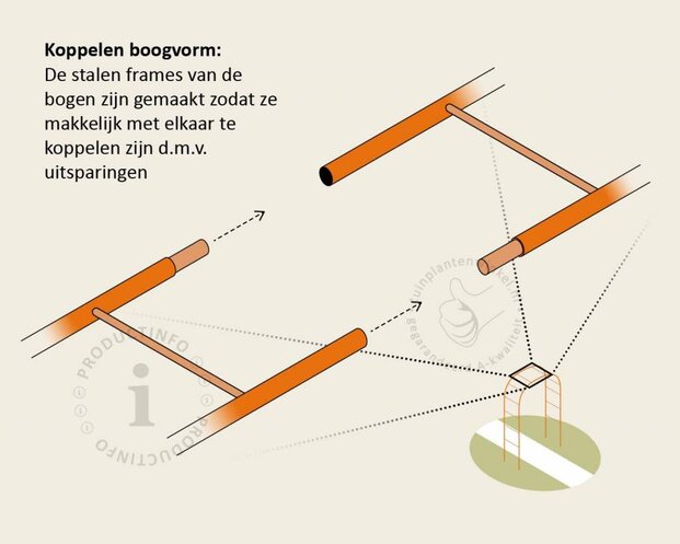Carpinus betulus - Boogvorm set