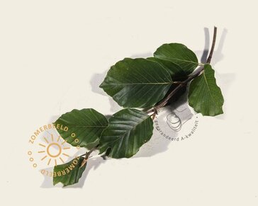 Fagus sylvatica - Boogvorm set