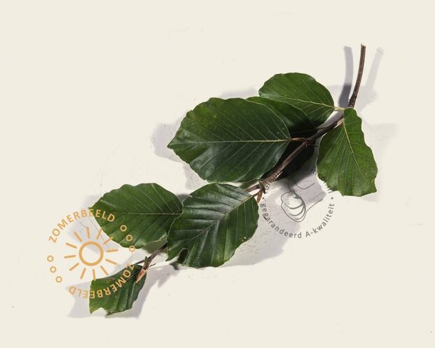 Fagus sylvatica - Boogvorm set