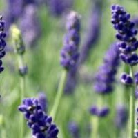 Lavendel