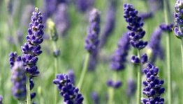 Lavendel image