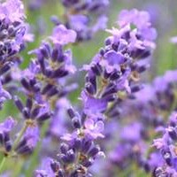 Lavendel Munstead