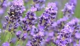 Lavendel Munstead image