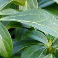 Pachysandra