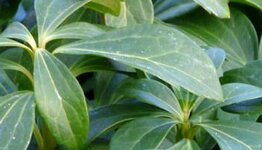 Pachysandra image