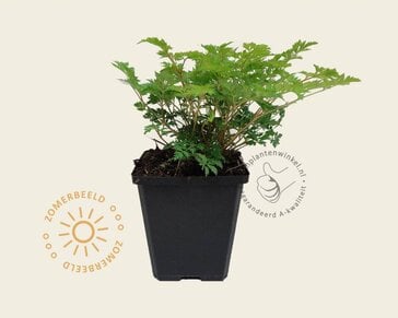 Aruncus aethusifolius
