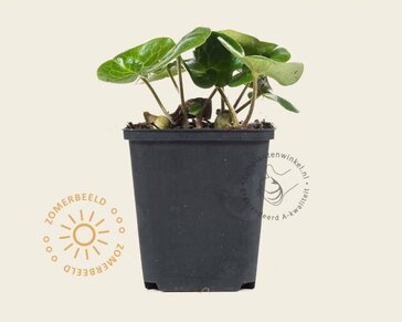 Asarum europaeum