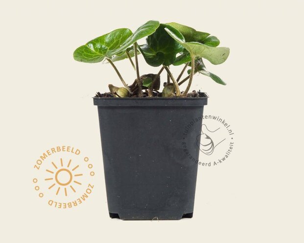Asarum europaeum