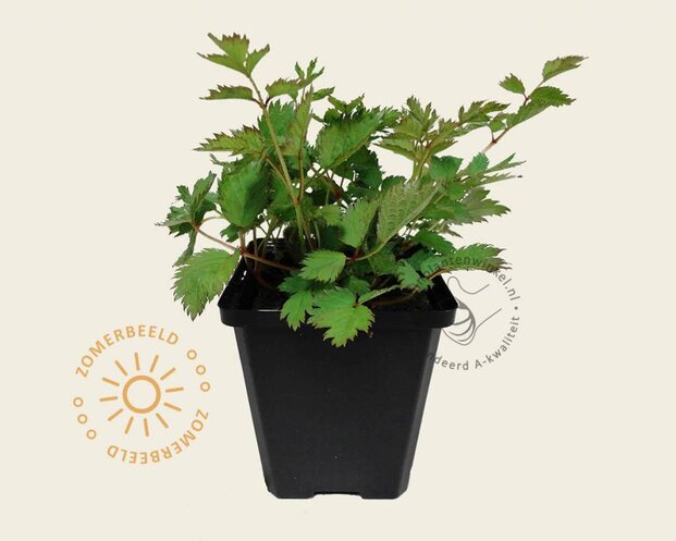 Astilbe chinensis 'Pumila'