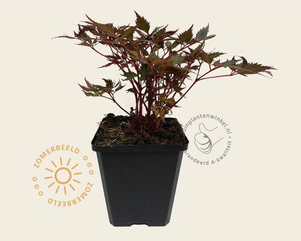 Astilbe arendsii 'Fanal'