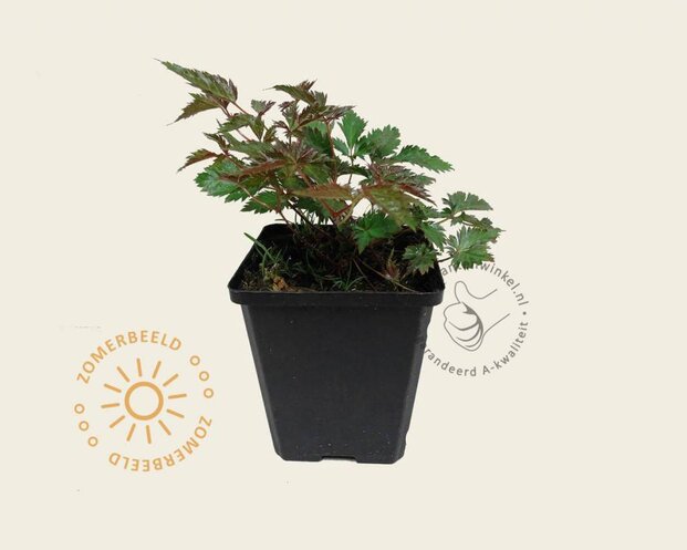Astilbe simplicifolia 'Sprite'