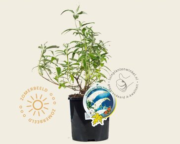 Buddleja davidii 'White Profusion'