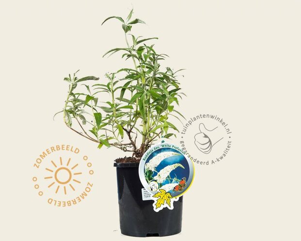 Buddleja davidii 'White Profusion'