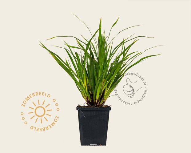 Carex morrowii 'Variegata'