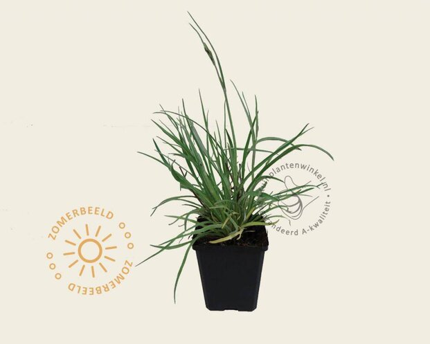 Catananche caerulea