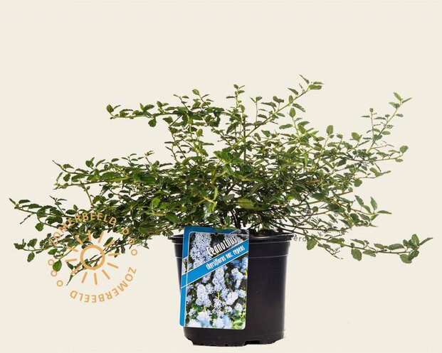 Ceanothus thyrsiflorus var. repens