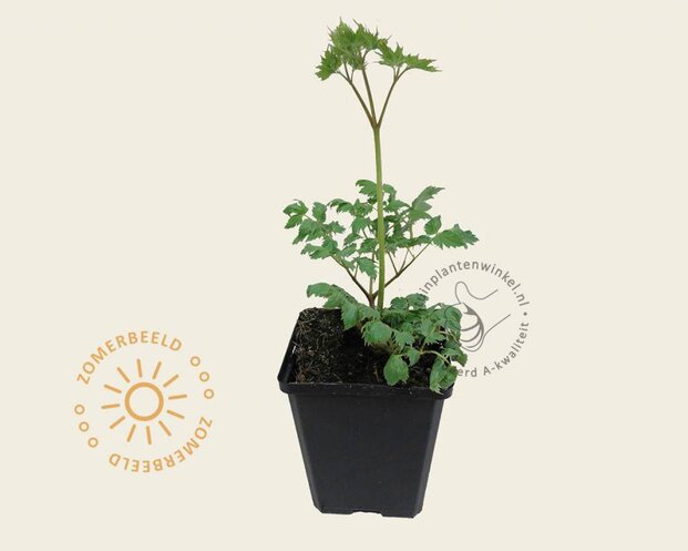 Cimicifuga simplex 'White Pearl'